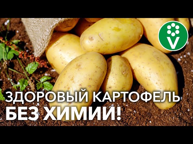 НИКОГДА НЕ САЖАЙТЕ БЕЗ ЭТОГО КАРТОШКУ! При посадке добавьте всего ЛОЖКУ!