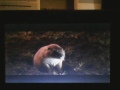 Opening To Alvin And The Chipmunks 2008 DVD Side A