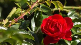 Download lagu Audy - Bila Saja (Karaoke Tanpa Vokal) mp3 Download lagu Audy - Bila Saja (Karaoke Tanpa Vokal) mp3