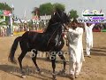 Download Horse Dance Compe.ion At Kanjwani Mela Mp3 Song