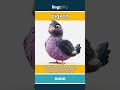 pigeon - a bird with a small head, a... video thumbnail