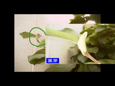 手間をかけずに庭のモクレンをうまく維持するためのアドバイスと推奨事項  庭園