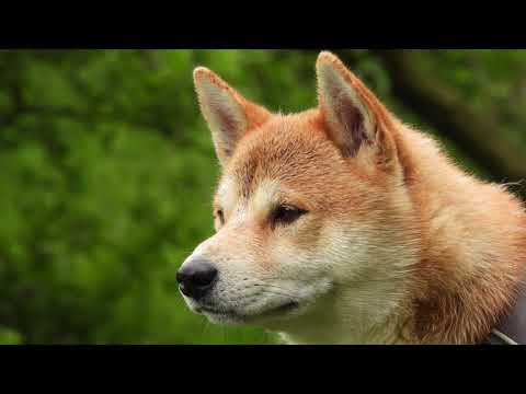 Mit Yoshi on Tour - Zwischen Herbrechtingen und Eselsburg