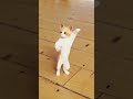Jojo Jojo Jojo Trendingshorts Youtubeshorts Viralshorts