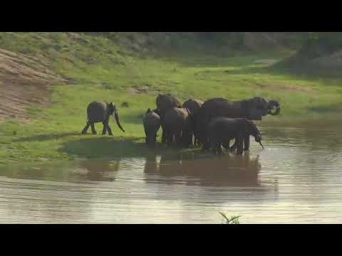 Djuma: Breeding herd of Elephant have short drink at dam - 06:31 - 01/09/19