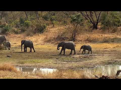 Djuma: Elephants herd drinks then has a mud wallow - 00:55 - 08/09/21