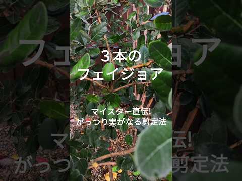 秋に剪定する果樹はどれ？庭師が教えるメンテナンス成功の秘訣！  庭園