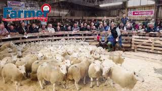 Sheep Farmers Gather At Lairg Auction For The Sale Of NCC Hill Ewe & Wedder Lambs