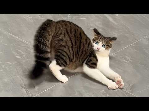 Cats So Overdramatic, They Deserve an Oscar! 😂 Funny CAT Videos 2025