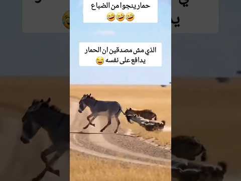 حمار يتجاوز الضباع وينفذ بجلـــدة 😂 #funny #abu_qais24 #shorts