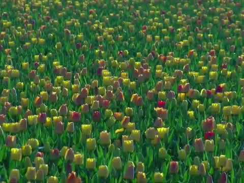 #Holland is known all over the world for its flowers, and tulips have become their beautiful symbol.
