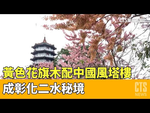 黃色花旗木配中國風塔樓　成彰化二水秘境