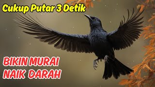 Download lagu Masteran Suara Burung Murai Batu Siap Lomba, Ampuh Buat Murai Malas Bunyi mp3 Download lagu Masteran Suara Burung Murai Batu Siap Lomba, Ampuh Buat Murai Malas Bunyi mp3