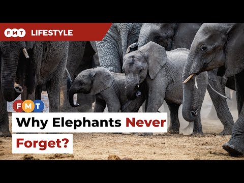 Why elephants never forget?