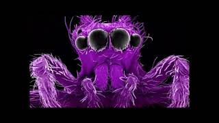 Brian Eno - Spider and I