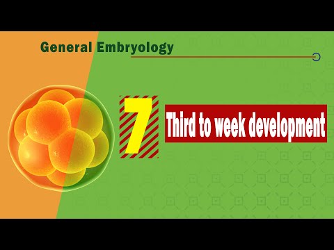 20. 𝐓𝐡𝐢𝐫𝐝 𝐰𝐞𝐞𝐤 𝐨𝐟 𝐝𝐞𝐯𝐞𝐥𝐨𝐩𝐦𝐞𝐧𝐭 (𝐠𝐚𝐬𝐭𝐫𝐮𝐥𝐚𝐭𝐢𝐨𝐧) 3️⃣ 🧬 (Week 3 Development - Gastrulation)