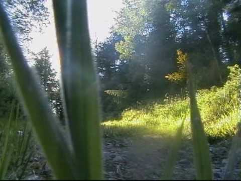 110cc bike in some wood