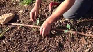 preview picture of video 'Planting Kohlrabi - שתילת קולורבי בחוות קיימא'