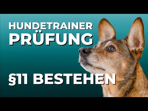 Hundetrainer-Prüfung: der Ablauf