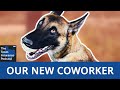 Have You Heard Of Accelerant Detection Dogs