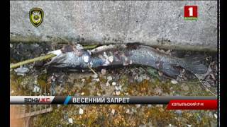 Рыбалка в особо крупных размерах наказание