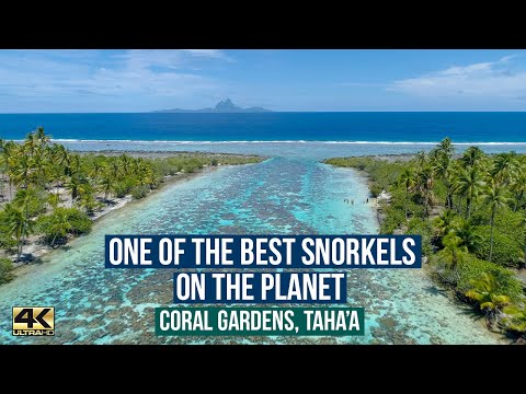 THE BEST SNORKELING ON THE PLANET 🌎 ... The Beautiful Coral Gardens, Taha'a ( at Le Tahaa Resort)