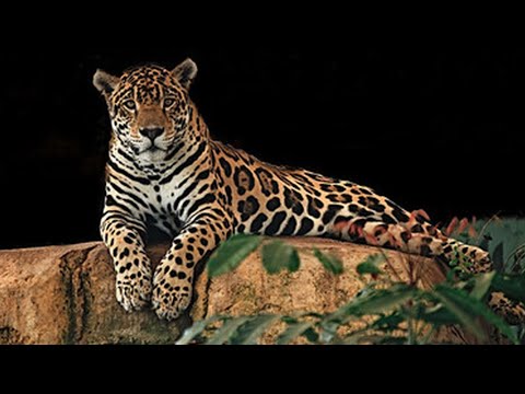 Le Jaguar | Un prédateur redoutable | Documentaire 2022.