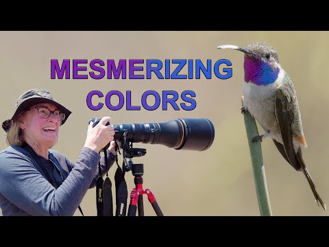 What a COLORFUL GORGET on This Hummingbird!