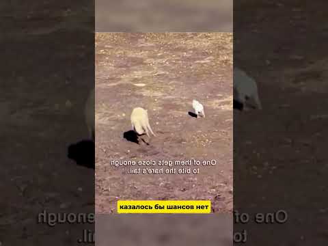 Волки гоняются за зайцем