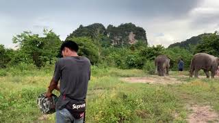 preview picture of video 'Krabi Elephant Sanctuary'