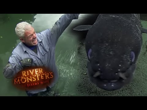 Swimming With WILD Bloodythirsty Eels | EEL | River Monsters