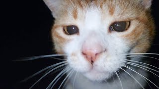 寺猫みゃーは僕の友達です【猫動画】【借金残74.5万】