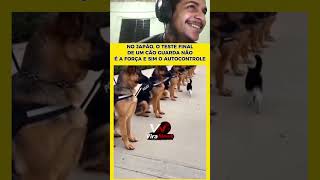 Lá nem os cães estão pra. brincadeira! #react