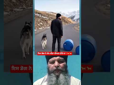 ਇਸ ਡੋਗ ਨੇ ਕੰਮ ਕੀਤਾ ਰੀਅਲ ਹੀਰੋ ਦਾ !#shortvideo #ytshorts #duet #trending #herodog#animallife #ilovedog
