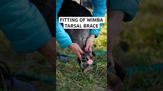 Download lagu See how easy is to put on the WIMBA tarsal brace for dogs! 3D-printed, ultra-light, and custom-made mp3 Download lagu See how easy is to put on the WIMBA tarsal brace for dogs! 3D-printed, ultra-light, and custom-made mp3