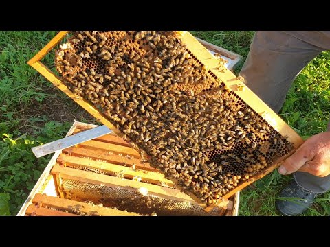 , title : 'Priprema pčela za zimu - na šta treba obratiti pažnju?'