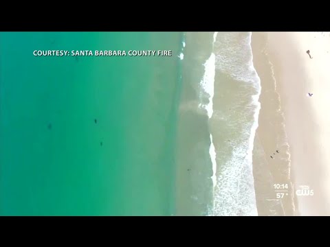 School of great white sharks spotted off the coast of Carpinteria