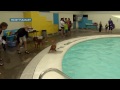 Sin determinar - Dogs love to swim in pools
