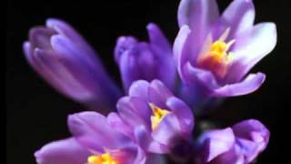 Broken Hearted Me by Podline66 & tigress1167