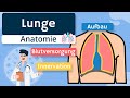 Lunge - Aufbau, Blutversorgung und Innervation einfach erklärt