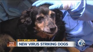 New virus striking dogs