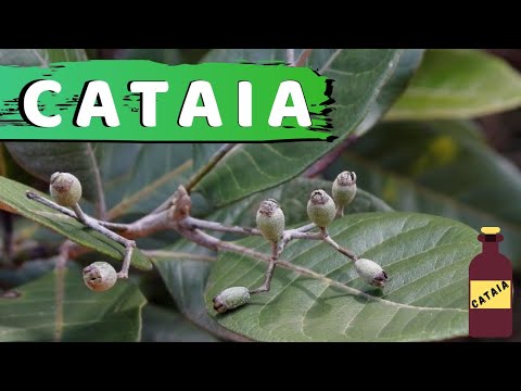 Cataia planta, Para que ela serve e onde achar!