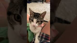 Tabby Cats Videos