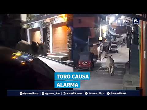 Toro fuera de control provoca tensión y alarma en San Miguel Acatán