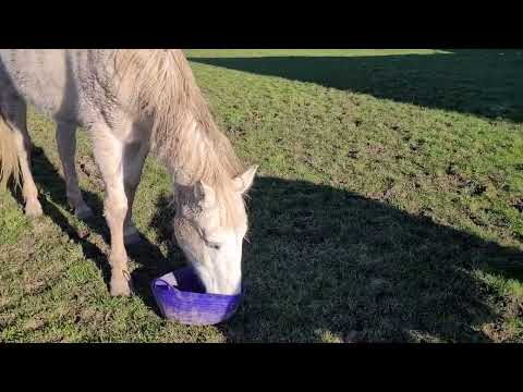 Maison de retraite chevaux/poneys- Earl de Roncherolles