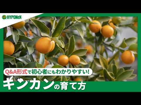 フランスでキンカンを栽培できますか? 丈夫な柑橘類
