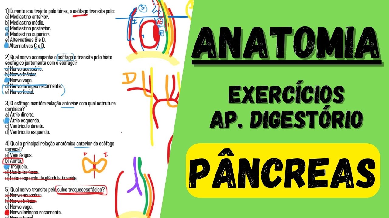 🔴👉 SIMULADO - Pâncreas (aparelho digestório) - Anatomia