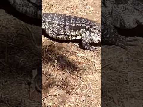 Viaje de Willan Rivero A Cerro Chato 33"Lagarto Juancho En Salto de Agua .  Con Willan Rivero.