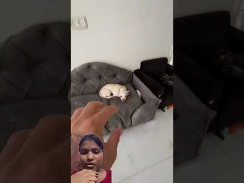 Niki likes bite the Kuchi kuchi man🤣 Niki bites angry😡 #outdoors #gaming #outdoors #bushcraft #dog