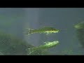 Hisonotus aky Hisonotus aky